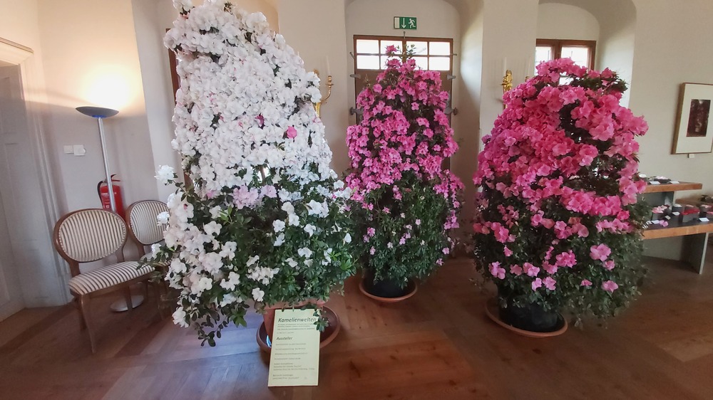 Kamelienblütenschau im Landschloß Zuschendorf. Foto: MeiDresden.de