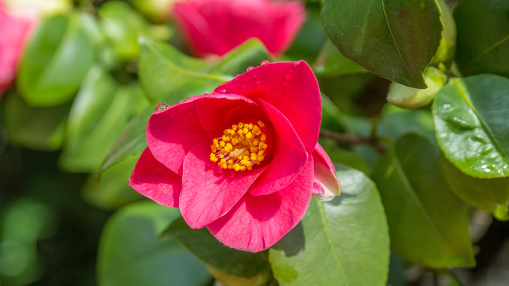 Einzelne Kamelienblüte Foto Sandro Kotyrba
