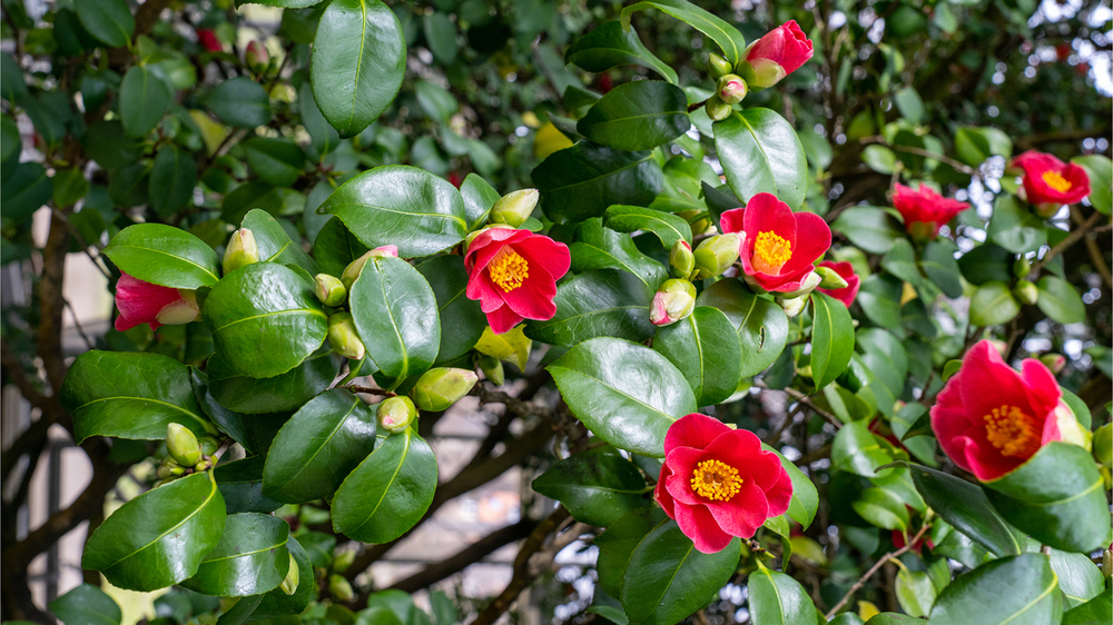 Hauptblüte Kamelie. Foto Ben Walther