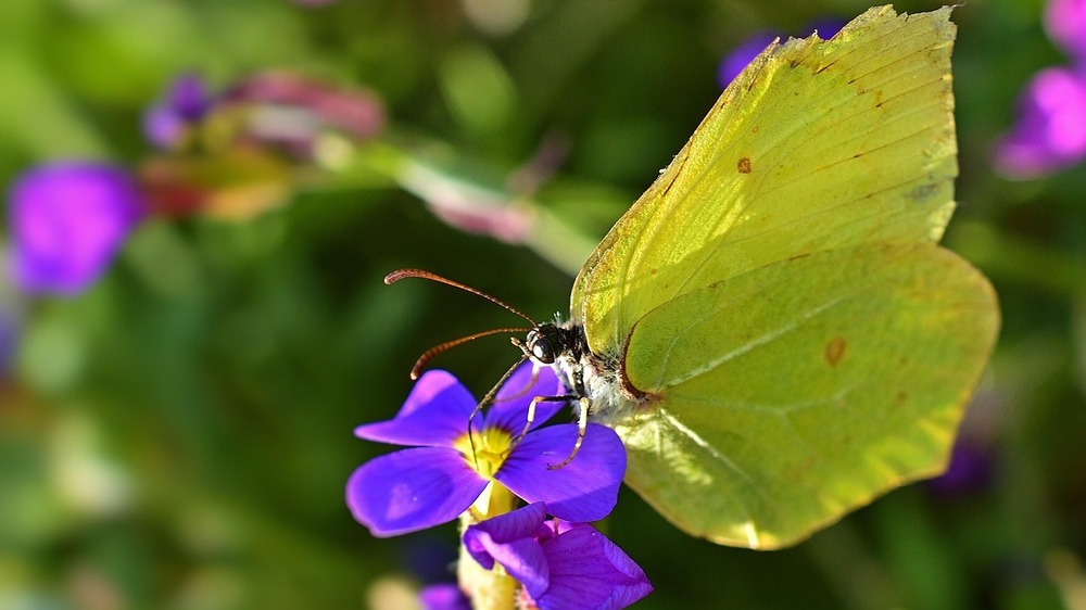 Brummende Holzbienen und zarte Zitronenfalter - NABU-Naturerlebnistipps fürs Wochenende. Foto: Jurgen auf Pixabay