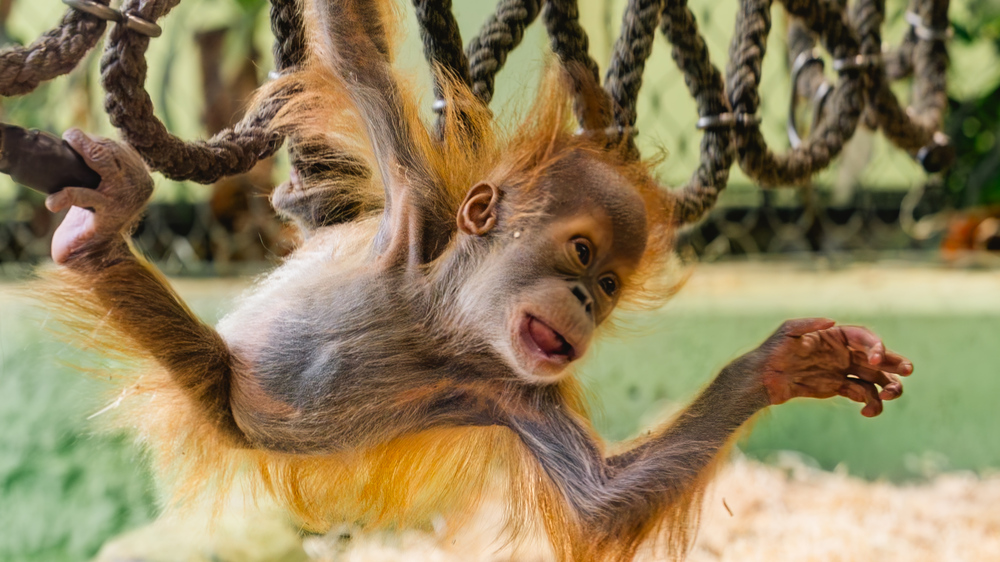 Orang Utan Jungtier Daria Foto: Anke Wolten-Thom