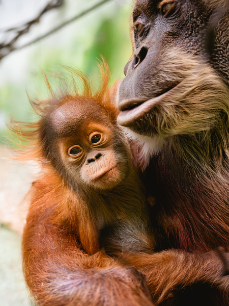Orang Utan Jungtier Daria  Foto: Anke Wolten-Thom