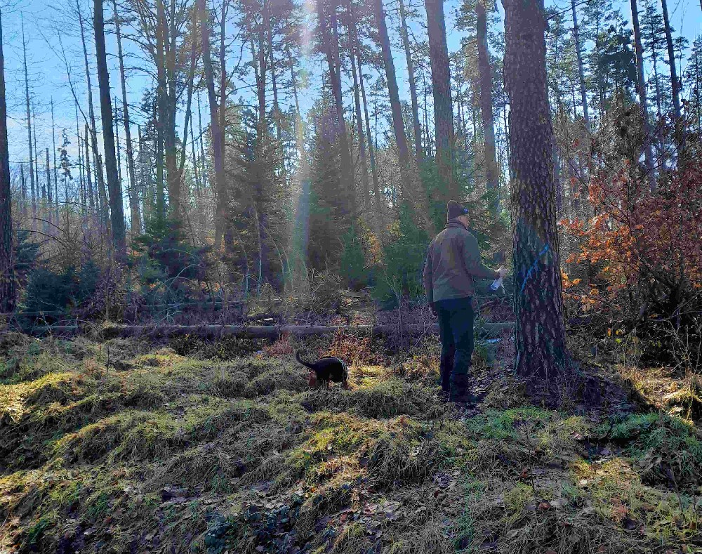 Foto: C. Tscheuschner - Für die Waldpflegemaßnahmen, die nächste Woche im Pflegebereich des Nationalparks bei Hinterhermsdorf beginnen, hat Matthias Protze, Leiter des Nationalparkreviers Hinterhermsdorf unter anderem entlang der Hollstraße Bäume zur Fällung markiert, die auf den Waldweg brechen könnten.