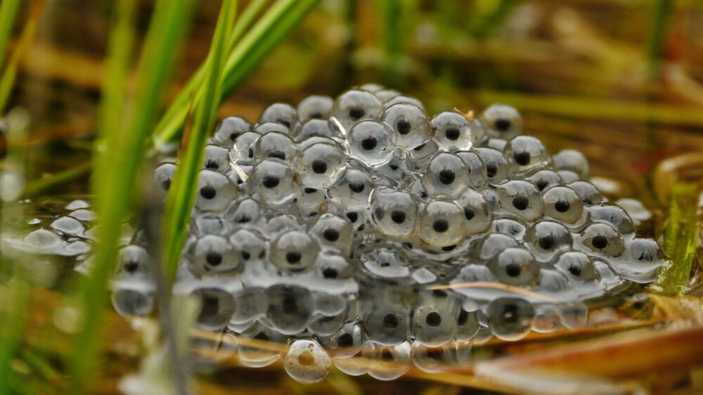 Laichballen des Grasfroschs Foto © Archiv Naturschutz LfULG/T.Tschöpe