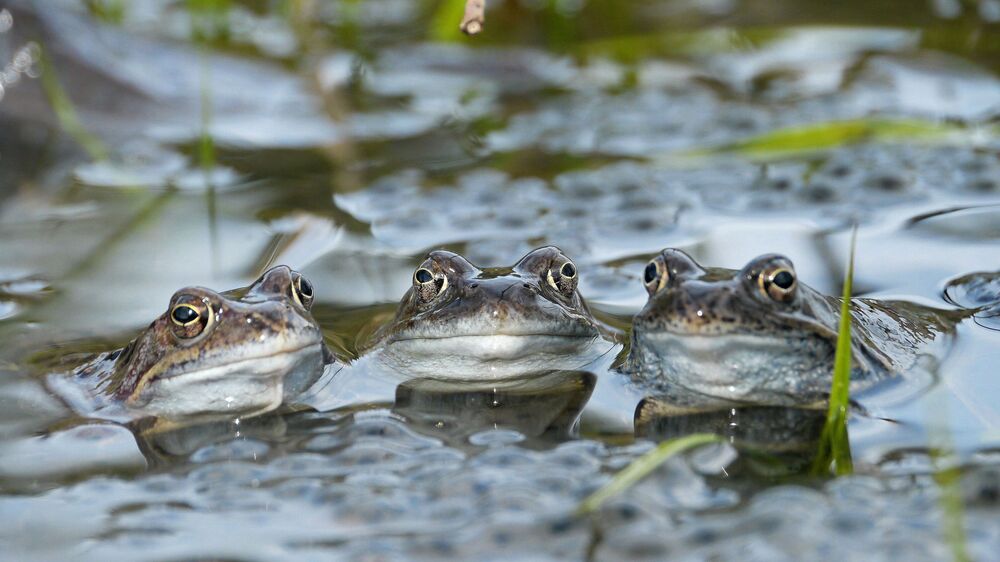 Grasfrösche Foto © Archiv Naturschutz LfULG/T.Tschöpe