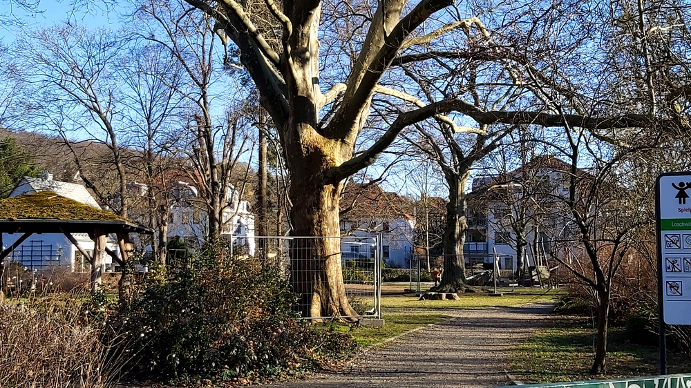 Loschwitz: Baubeginn im Loschwitzer Park - Bis Juni bleibt der gesamte Park gesperrt