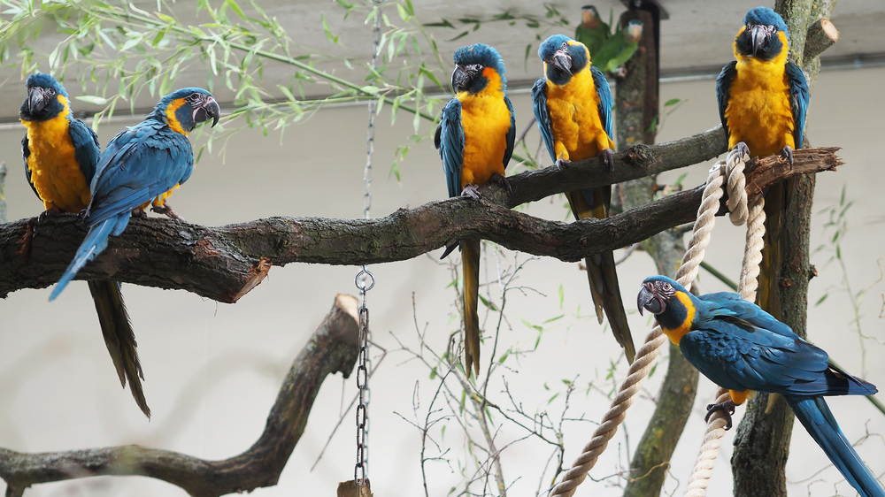Blaukehlaras - die ersten Bewohner von Amazonien sind eingezogen.  Foto: Zoo Leipzig