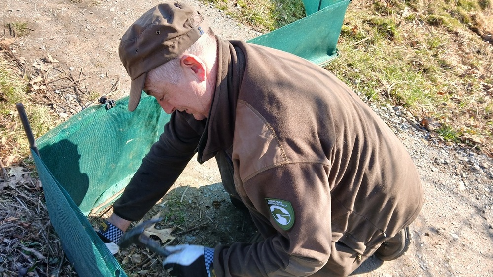 In Vorbereitung auf die bald einsetzende Wanderung der Amphibien zu ihren Laichgewässern befestigt Ranger Maik Hille von der Nationalparkwacht der Nationalpark- und Forstverwaltung Sächsische Schweiz von Sachsenforst den Amphibienschutzzaun bei Ostrau windsicher.  Foto: K. Partzsch