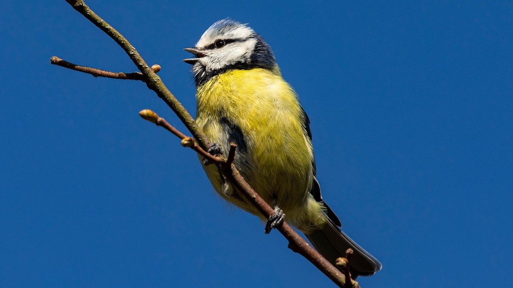 Blaumeise  Foto: Jon Pauling auf Pixabay
