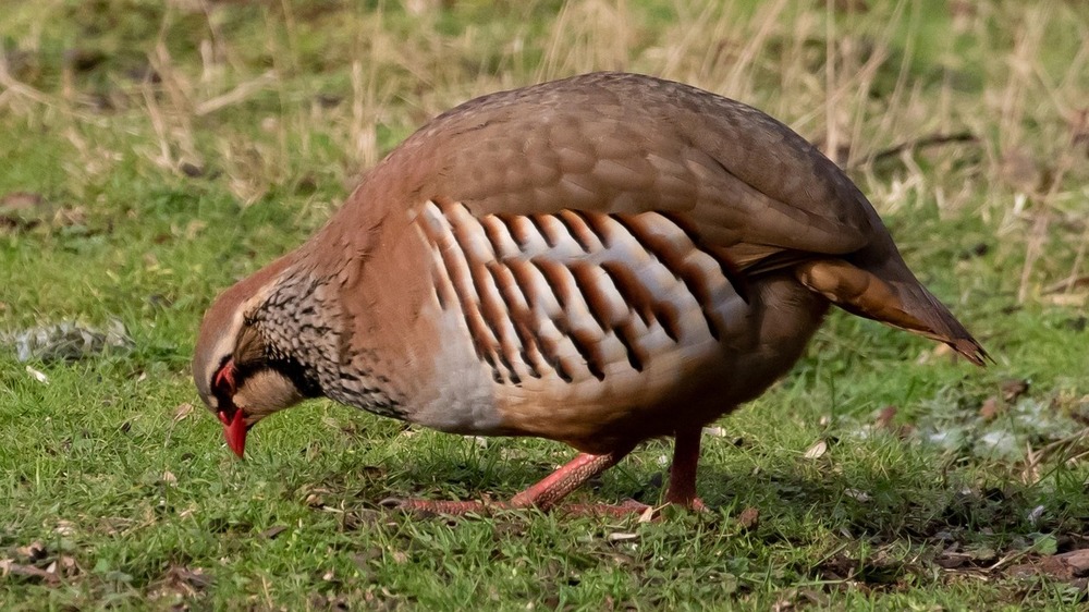 Rebhuhn Foto: Kev auf Pixabay