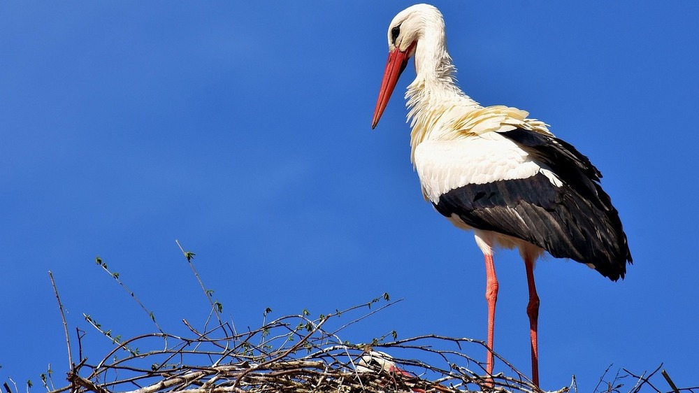 Weißstorch  Foto:Alexa auf Pixabay