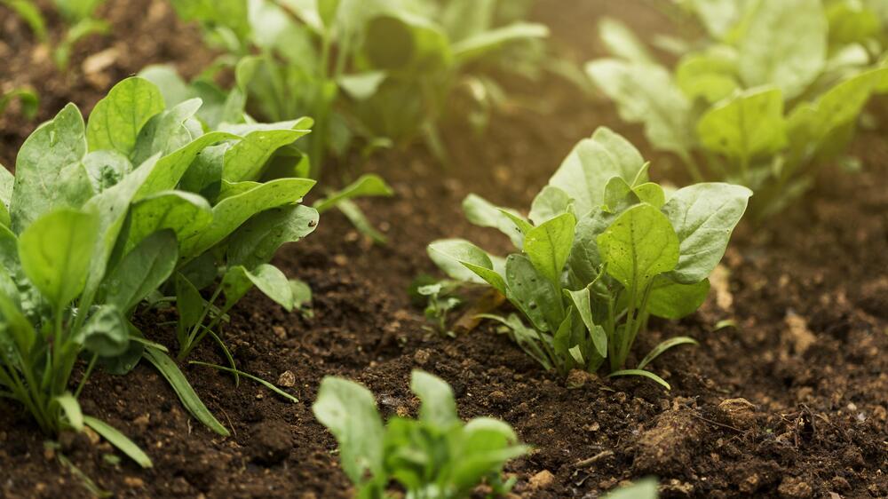 Gemüsefläche im Freiland gewachsen, Rekordwerte im Öko-Anbau in Sachsen. Foto:freep!k