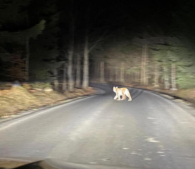 Eurasischer Luchs zwischen dem Nationalpark Böhmische Schweiz und dem Landschaftsschutzgebiet Lausitzer Gebirge. Foto: Lucie Roudná