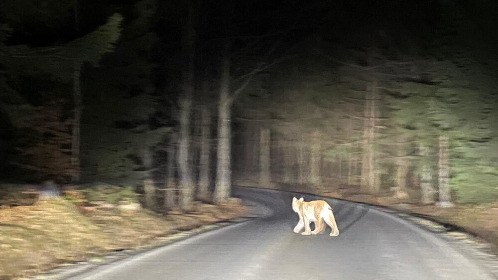 Eurasischer Luchs zwischen dem Nationalpark Böhmische Schweiz und dem Landschaftsschutzgebiet Lausitzer Gebirge. Foto: Lucie Roudná
