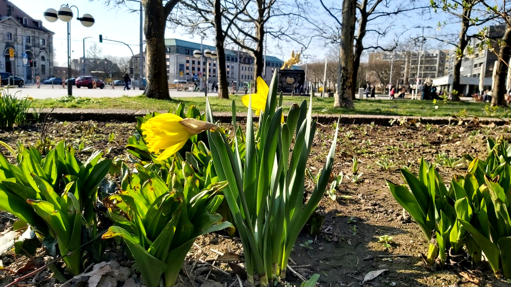 © MeiDresden.de