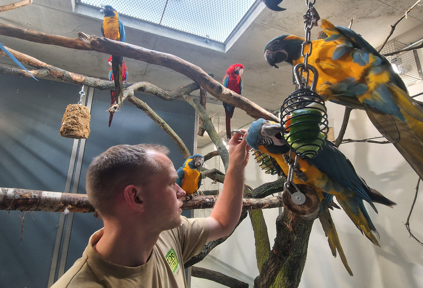 Eingewöhnung im neuen Stallgebäude - für Aras und Tierpfleger Florian Ullmann. Foto: Zoo Leipzig