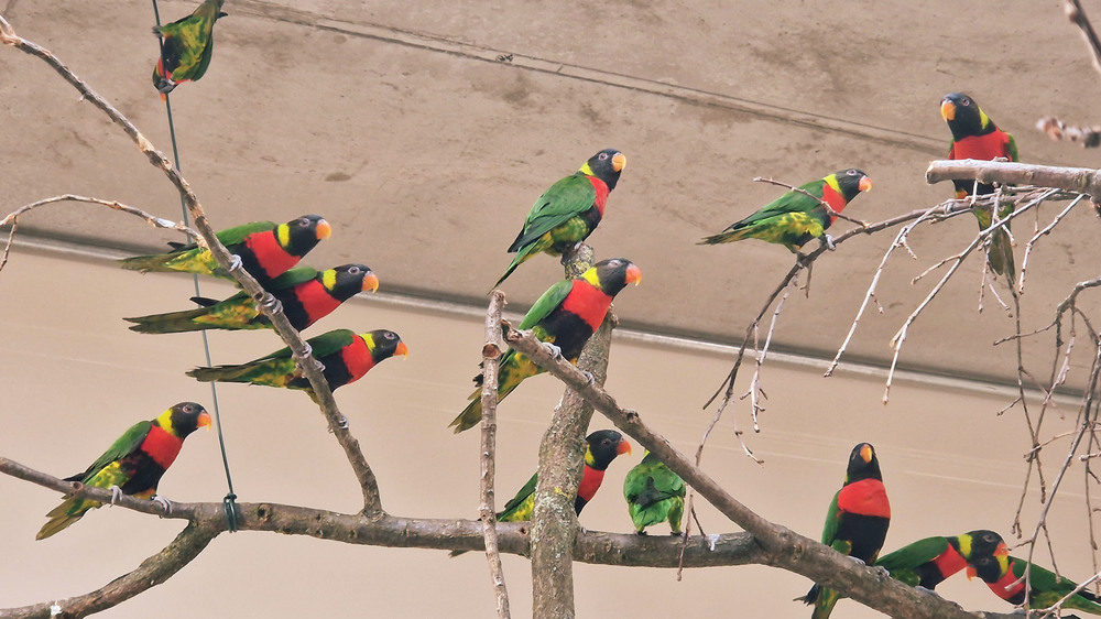 Forstenloris in der Eingewöhnung - bald geht es in die Voliere Foto: Zoo Leipzig