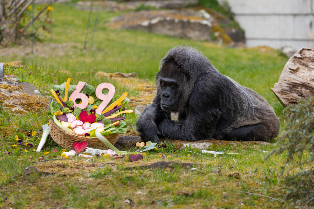 Fatou Geburtstag © 2026 Zoo Berlin / © 2026 Tierpark Berlin