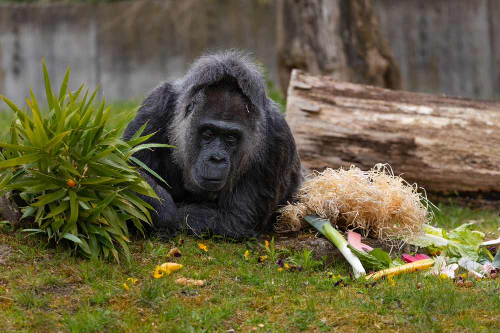 Fatou Geburtstag  © 2026 Zoo Berlin / © 2026 Tierpark Berlin