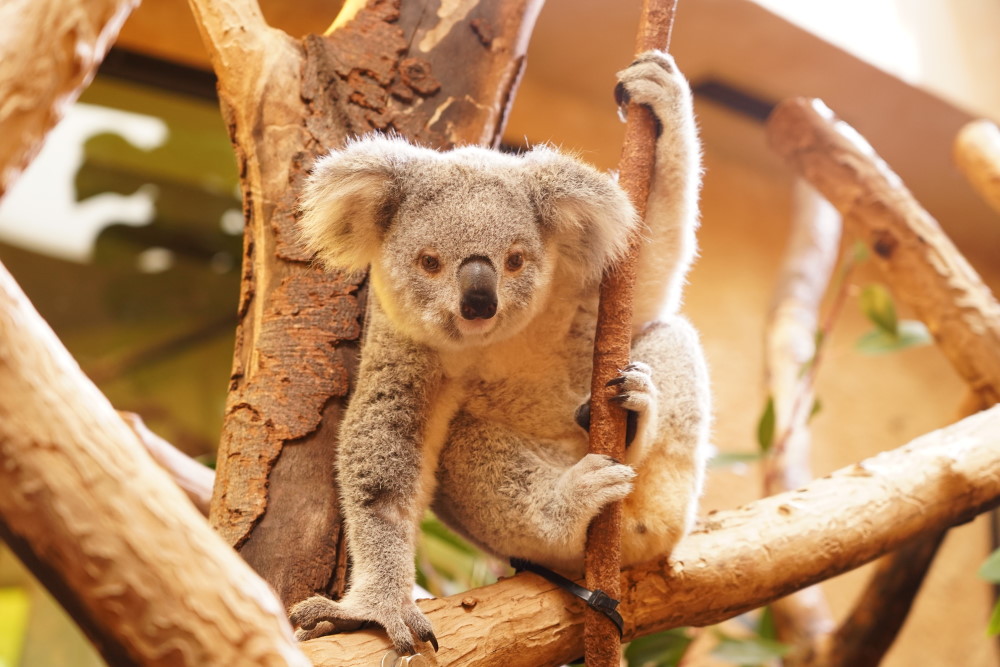 Koala Kiri  Foto: © Zoo Dresden