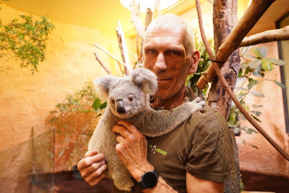 Olaf Lohnitz mit Koala Kiri   Foto: © Zoo Dresden