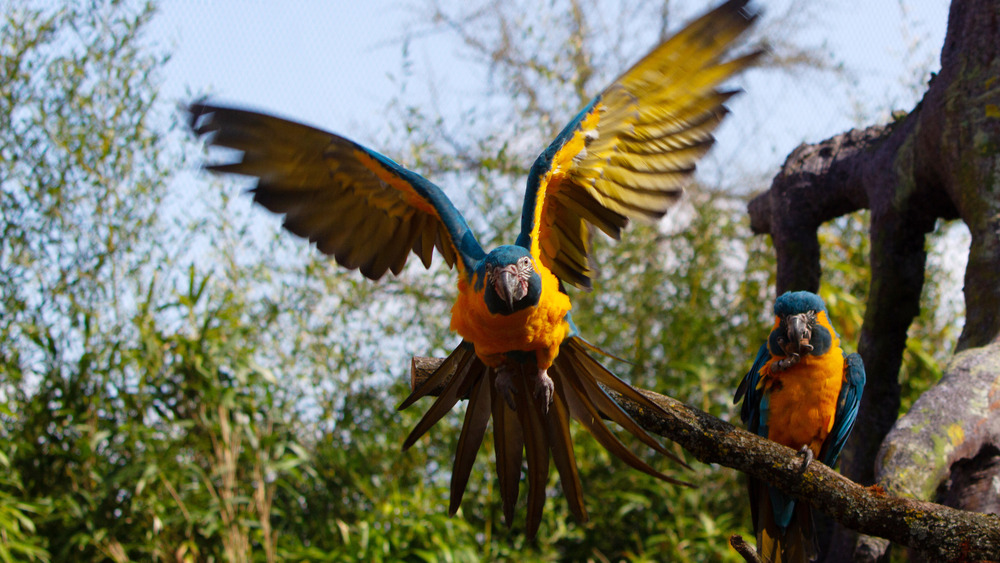 Blaukehlara im neuen Amazonien im Anflug - Tierische Abenteuer garantiert @ Zoo Leipzig
