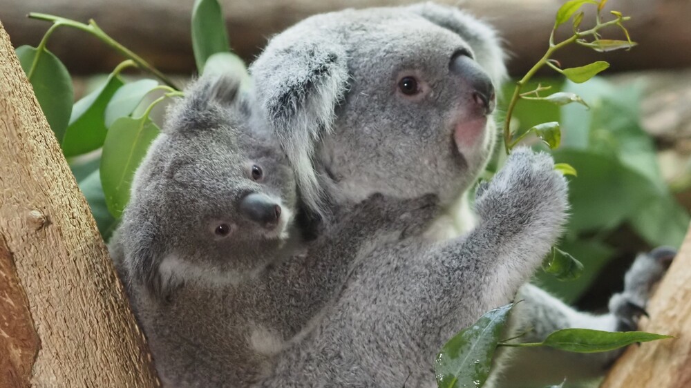 Mütter der Tierwelt stehen am Muttertag im Fokus @ Zoo Leipzig
