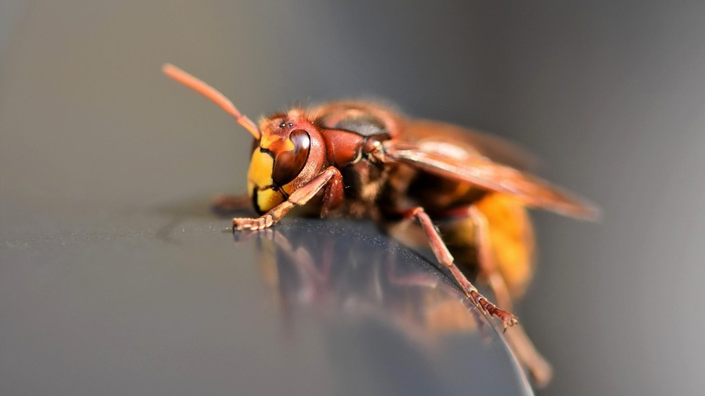 Der ACV gibt wichtige Tipps zum Verhalten bei Wespen im Auto. Foto: Ralph auf Pixabay