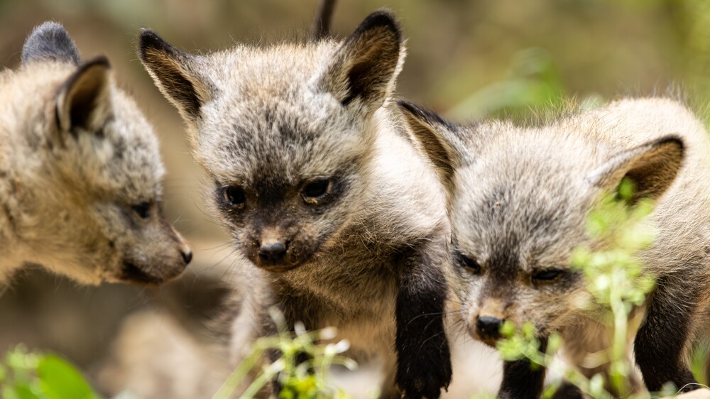 Löffelhunde Nachwuchs im Zoo Dresden . Foto © Christina Strauß