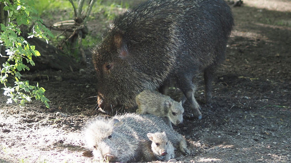 Chaco-Pekari-Sau mit ihrem Zwillingsnachswuchs sowie einem weiteren Jungtier von Anfang Januar © Zoo Leipzig
