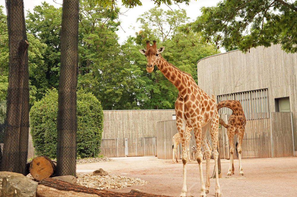 © Zoo Dresden