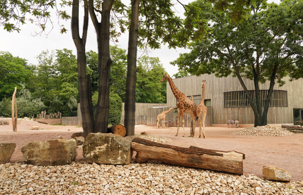 © Zoo Dresden