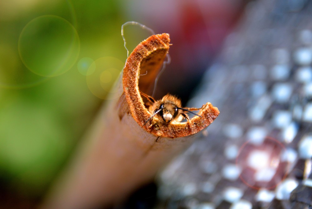 Symbolfoto: katja kolumna/Pixabay