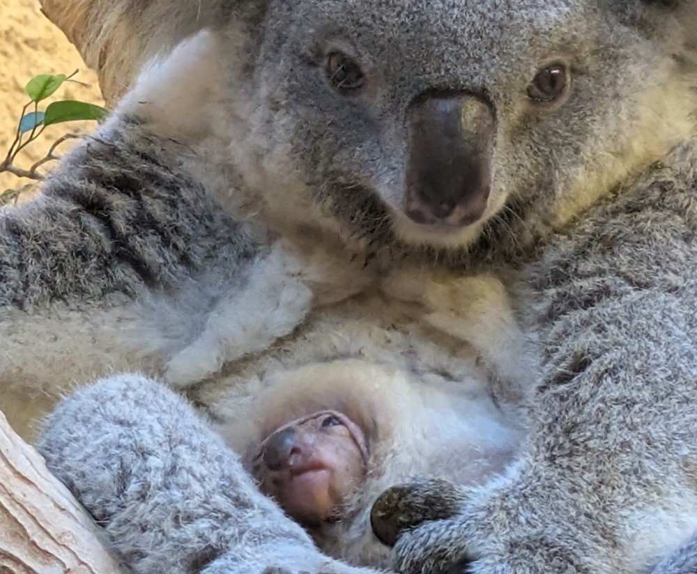 Jungtier von Koala Eerin © Zoo Dresden, Olaf Lohnitz