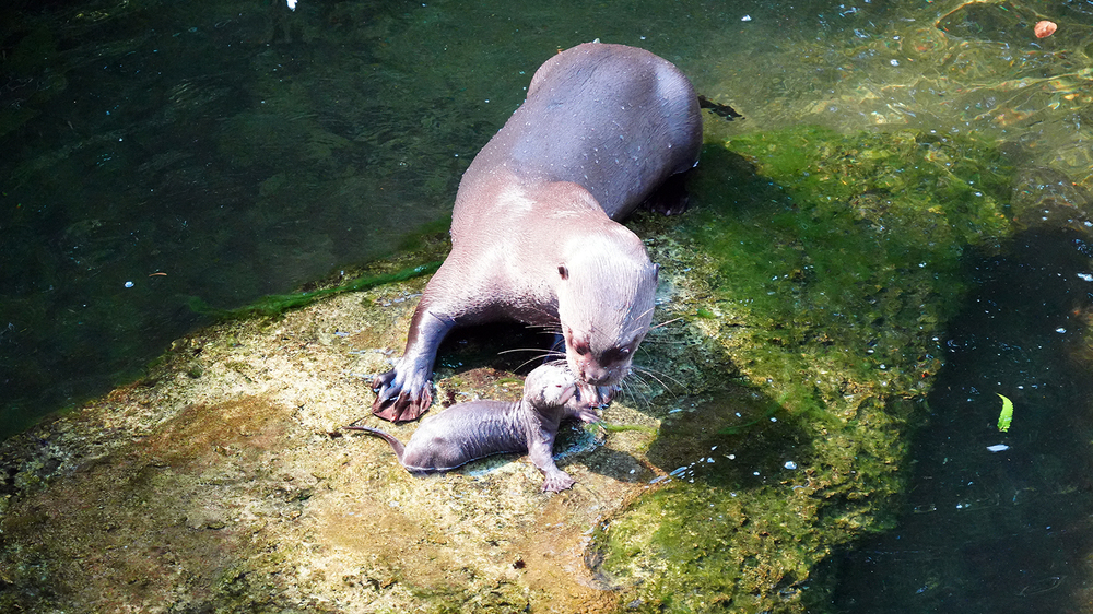 Riesenotterjugntier mit Muttertier auf der Anlage © Zoo Leipzig
