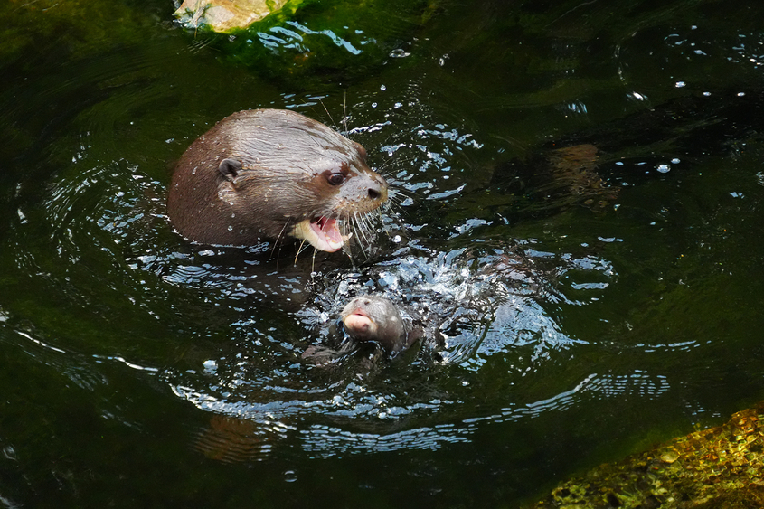 Riesenotterjungtier schwimmend mit Elterntier Foto. Zoo Leipzig