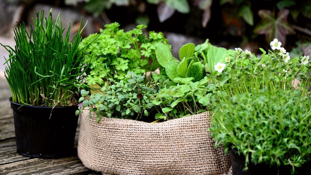 Nicht jedes Küchenkraut ist zum Verzehr geeignet – worauf Verbraucher*innen beim Kauf achten sollten. Foto: Congerdesign (Pixabay)