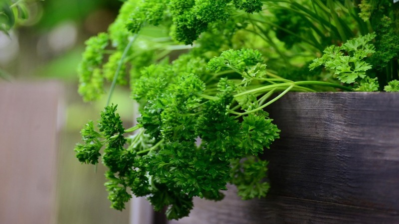 Nicht jedes Küchenkraut ist zum Verzehr geeignet – worauf Verbraucher*innen beim Kauf achten sollten. Foto: Congerdesign (Pixabay)