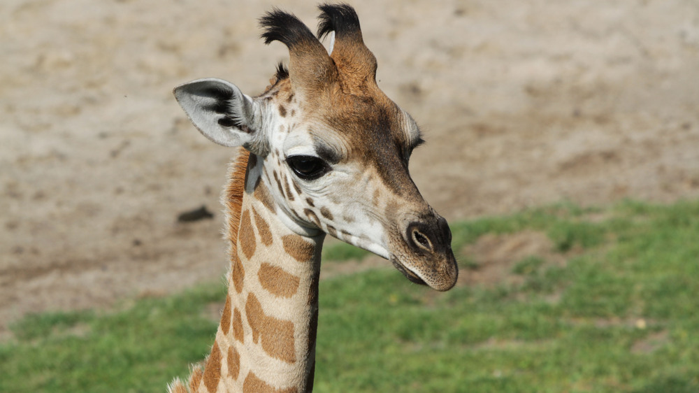 Junger Giraffenbulle im Porträt. Foto: Zoo Leipzig