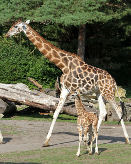 Kleiner Giraffenbulle sucht einen Namen. Foto: Zoo Leipzig