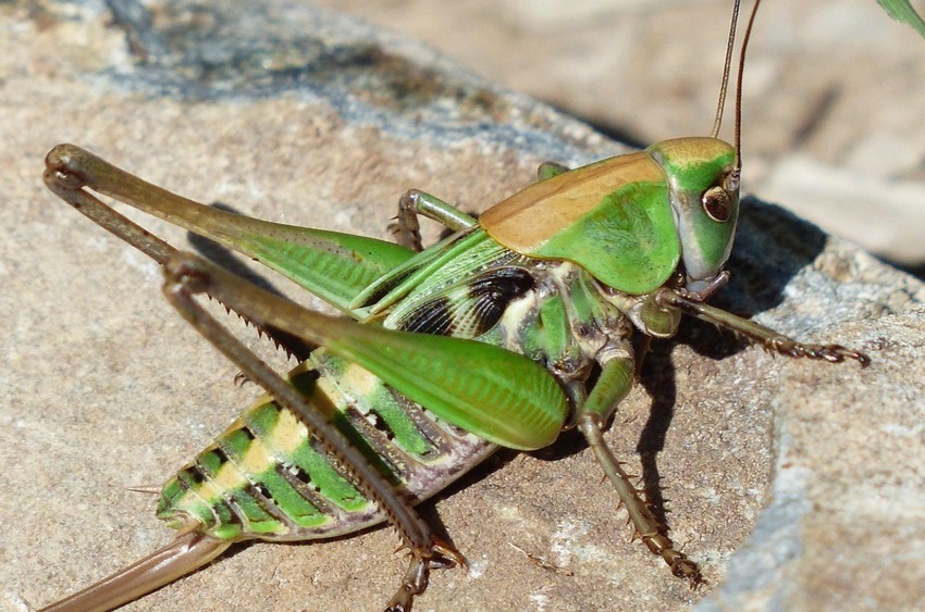 Warzenbeißer. Foto: Hans auf Pixabay
