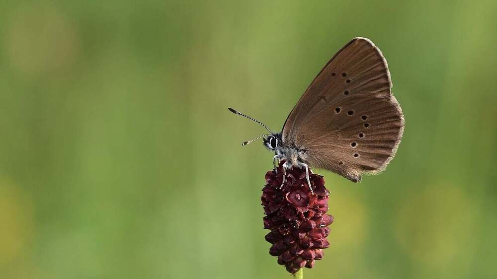 Dunkler Wiesenknopf-Ameisenbläuling. Foto: Jürgen auf Pixabay