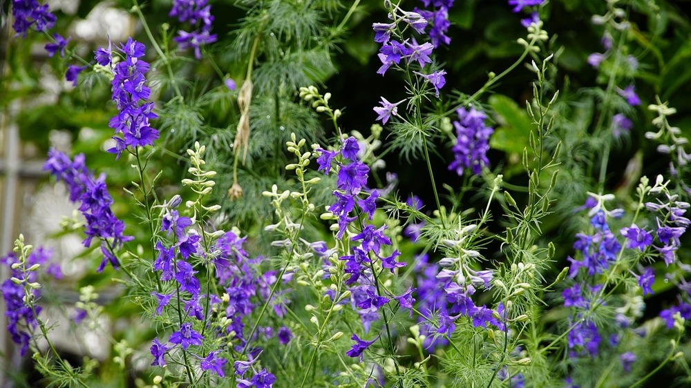 Feld-Rittersporn. Foto: Beauty of Nature auf Pixabay