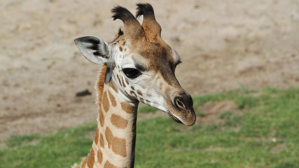 Junger Giraffenbulle im Porträt © . Zoo Leipzig