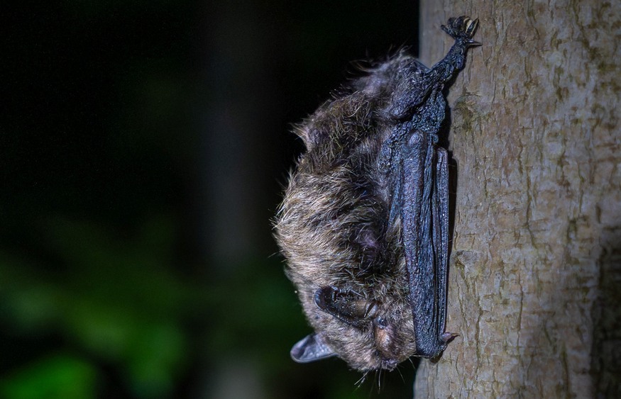 Drei Nymphenfledermäuse sind kürzlich im Rahmen der Fledermauserfassung im Nationalpark ins Netz gegangen. Besonders bemerkenswert: unter den Tieren waren ein trächtiges Weibchen und ein Jungtier. Die Fortpflanzung dieser seltenen Art beweist die inzwischen hohe Qualität der Lebensräume im Nationalpark Sächsische Schweiz für besondere Tierarten. Foto: Falco Eigner
