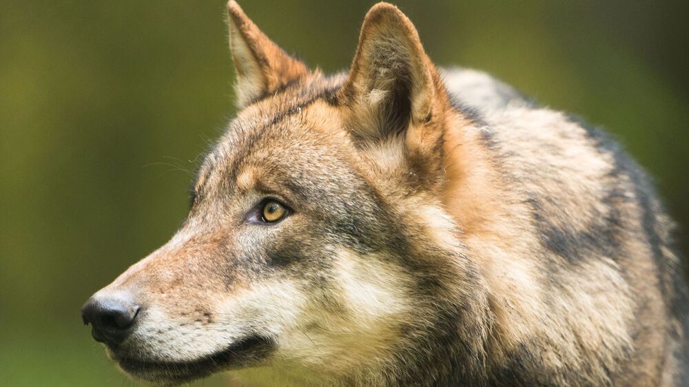 Symbolbild Wolf. Foto © LfULG/ F. Richter