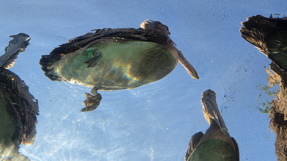 Meerespelikane beim Schwimmen im neuen Feuerland. Foto: Zoo Leipzig