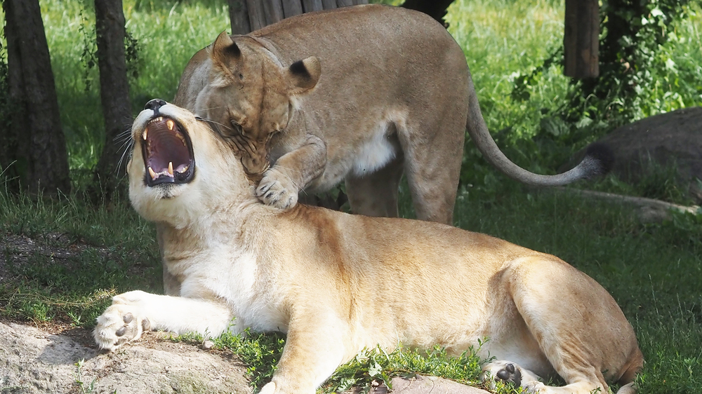 Löwenmutter Kigali und Tochter Malu im Spiel. Foto: Zoo Leipzig