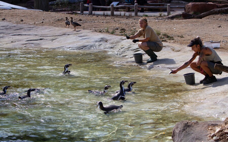 Besucher können zwei Mal täglich die Pinguin-Fütterung beobachten @ Zoo Leipzig