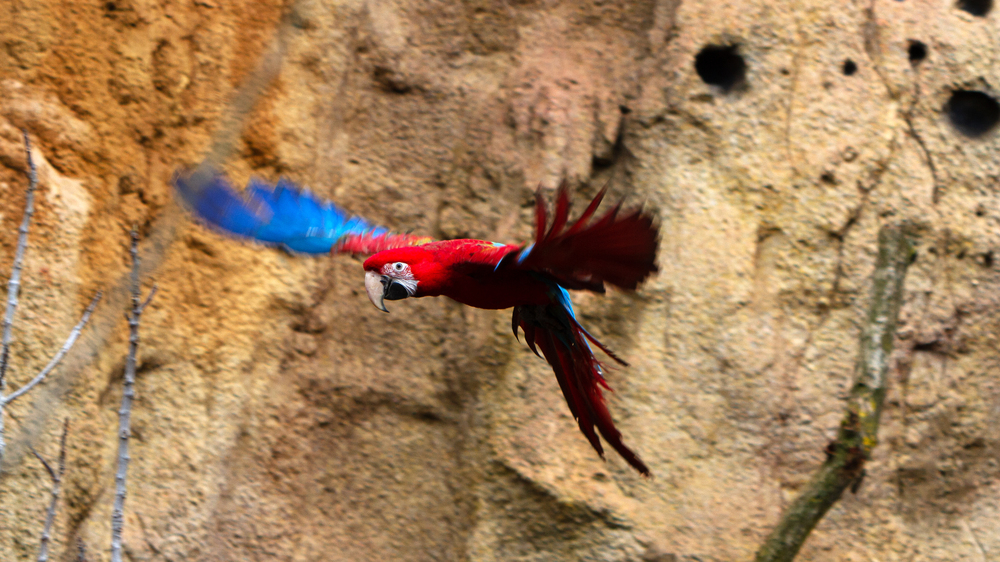 Fliegender Ara in Amazonien @ Zoo Leipzig